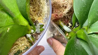ВОСТОРГ лезут НОВЫЕ корни орхидеи на ЛЫСЫХ ОСНОВАНИЯХ МОМЕНТАЛЬНО // метод 3 в 1 для орхидей