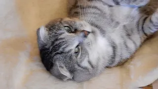 Кот который любит лежать на спине