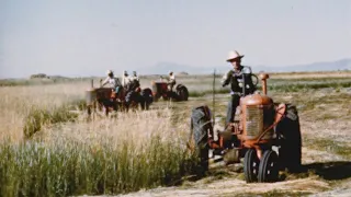 Haying Season (ca  1950)