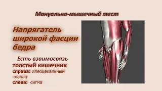 ММТ напрягателя широкой фасции бедра