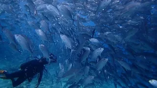 School of jack fish - Dive & Trek