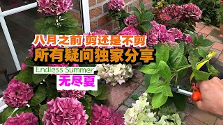 新老枝都能开的绣球花后如何修剪/无尽夏Endless Summer/八月之前必须修剪绣球花吗/妥妥的干货/有些花败有些开花到底该不该修剪/北方种植/30.07.2023