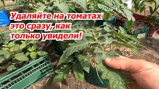 Уберите с куста томата всё "лишнее" и это сохранит вам урожай!