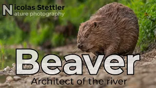 Beaver: Architect of the river
