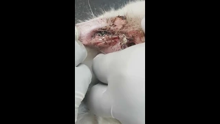 Removal of maggots from cat.