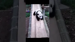 Panda, 熊貓, Панда, 팬더, الباندا, gấu trúc!!!!!!!!!