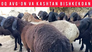 OQ AVGʻON VA KASHTANLARIDAN SHOSHILAMIZ