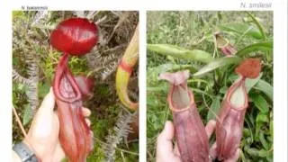 2010 ICPS conference, Francois Mey on Nepenthes of Indochina