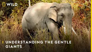 Understanding The Gentle Giants | #WorldElephantDay | Nat Geo Wild