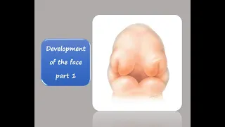 DEVELOPMENT OF THE FACE  PART 1