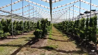 Cherries in a Greenhouse (Cravo)