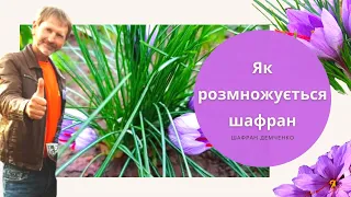 Як розмножується Шафран. Мій досвід за три роки вирощування шафрану на ділянці.