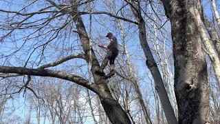 Saddle vs Stand- Leaning Trees