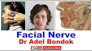 Facial Nerve, Dr Adel Bondok