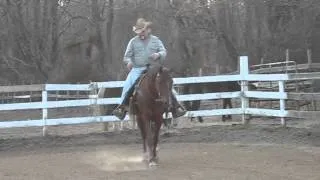 Santana - Egyptian Arab gelding FOR SALE