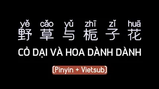 CỎ DẠI VÀ HOA DÀNH DÀNH 野草与栀子花 Nhạc Trung Quốc (Pinyin + Vietsub)