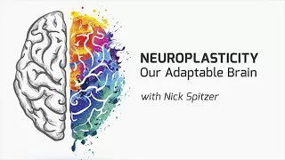 Neuroplasticity: Our Adaptable Brain with Nick Spitzer - On Our Mind