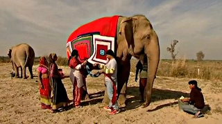Индия: слонов утепляют свитерами (новости)