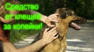 Как изготовить дешевое средство от клещей! Защита от клещей!