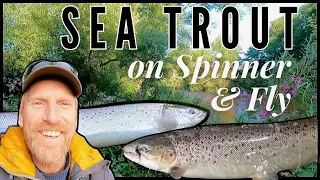 Seatrout on spinner and fly