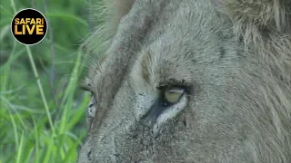 safariLIVE - Sunset Safari - January 16, 2019