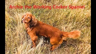 Working Cocker Spaniel Archie hunting rabbits.