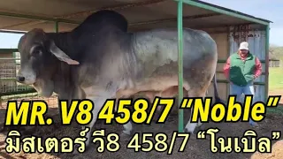 EP54-รีวิวพ่อพันธุ์อเมริกันบราห์มันเทา มิสเตอร์ วีแปด สี่ห้าแปดทับเจ็ด โนเบิล +MR. V8 458/7 Noble