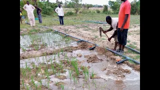 TAAT makes dry season farming easy for rice farmers in Nigeria