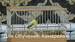 Пение Канарейки Для Обучения 6 Канарейки. Песня канарейка. Тренировка канареек кенара поёт Птицы