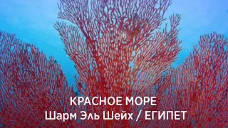 [WOW] Египет | Красное Море | Уровни 1 - 8 (13 - 20)