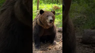 Gazan испугался медведя