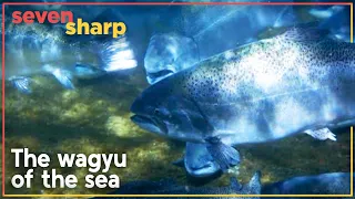 Giant salmon, large enough to feed 100 people, accidentally discovered in New Zealand | Seven Sharp