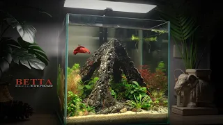 Inside The Fish Tank, Building A Pyramid Led To Unexpected Events l Can Betta attack the other fish?