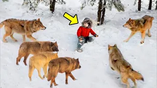 Hungry Wolves Surround The Little Boy, Then Something Unimaginable Happens