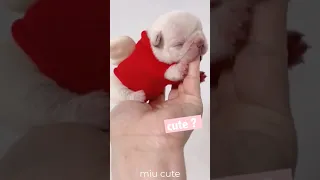 Tik Tok Chó Phốc Sóc Mini 😍🐶 Cute Dog Pomeranian #31