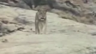 встреча со львом после разлуки