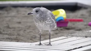 Baby Seagull Asks For Food