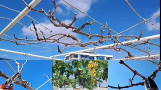 Üzüm(Asma) Nasıl Budanır?, Ayrıntılı Anlatım #üzüm #asma #bağ #budama #grapevine #pruning