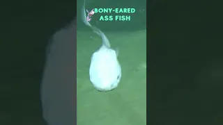 Meet The Bony-Eared Ass Fish