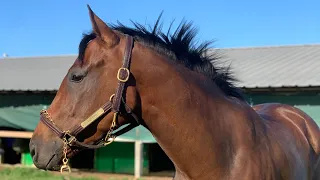 Crabapple 2021 filly