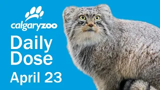 Your Daily Dose: Pallas's cats