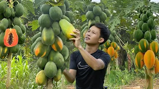 2 Year living in forest, Harvesting wild papaya go to market sell. Fishing and cooking