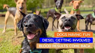 Dogs having fun | Diesel Getting Involved and Blood Results Come Back