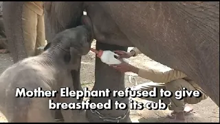 Mother elephant refused to give breastfeed to cub elephant-Rare moment