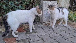 Two male cats are Fighting to get the female cat.