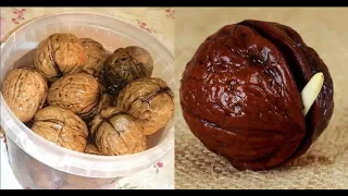 How to Grow Walnut Tree from Seed at home Easy Process DIY