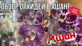 Обзор орхидей в магазине Ашан || Рублевское шоссе 62 || Отличные сорта || Цены от 500₽ 🤑🤑🤑