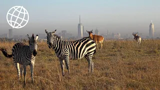 Nairobi National Park, Kenya  [Amazing Places 4K]