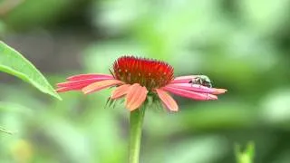 Gardening - Pollinators and Beneficial Insects