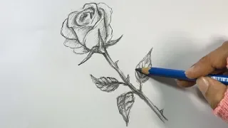 How to Draw a Rose Step by Step | Hihi Pencil